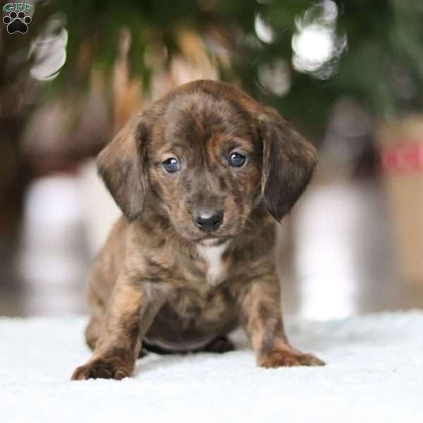 Little Smokie, Dachshund Puppy